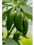 Acı Jalapeno Biberi Tohumu 20+ Adet 2