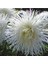 10 Adet Natural Needle Aster Isolda Heirloom Tohumu 1