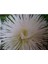 10 Adet Natural Needle Aster Isolda Heirloom Tohumu 2
