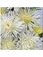 10 Adet Natural Needle Aster Isolda Heirloom Tohumu 3