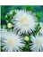 10 Adet Natural Needle Aster Isolda Heirloom Tohumu 4
