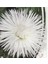 10 Adet Natural Needle Aster Isolda Heirloom Tohumu 5