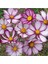 10 15 Adet Pembe Kenarlı Cosmos Deniz Kabuğu Çiçek Tohumu 1