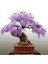 Wisteria Bonsai Ağacı Tohumu 3 Adet 1