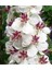 20 Adet Mıxed Colors Verbascum Tohumu 2