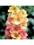20 Adet Mıxed Colors Verbascum Tohumu 3