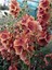 20 Adet Mıxed Colors Verbascum Tohumu 4
