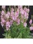 20 Adet Mıxed Colors Verbascum Tohumu 5