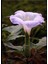 5 Adet Sacred Fragrant Moon Tohumu 1