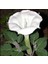 5 Adet Sacred Fragrant Moon Tohumu 5