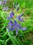 20 Adet Blue Camas Tohumu 5