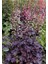 20 Adet Palace Purple Heuchera / Coral Bells Micrantha Tohumu 1