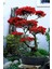 Kırmızı Yapraklı Bonsai Ağacı Tohumu-10 Adet 1