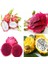 9 Adet 9 Renk Tropikal Dragon Fruit (Pitaya) Meyvesi Tohumu 3