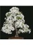 Beyaz Zakkum Bonzai Ağacı Tohumu 5 Adet Bonsai Ağacı Tohumu 1