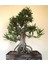 Beyaz Zakkum Bonzai Ağacı Tohumu 5 Adet Bonsai Ağacı Tohumu 3