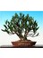 Beyaz Zakkum Bonzai Ağacı Tohumu 5 Adet Bonsai Ağacı Tohumu 4