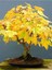 Sarı Çınar Bonsai Ağacı Tohumu-10 Adet 1