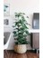 Yeşil Şeflera Bitkisi - 60-80 cm - Beş Parmak Bitkisi - Schefflera Arboricola - İç Mekan Bitkileri 1