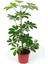 Yeşil Şeflera Bitkisi - 60-80 cm - Beş Parmak Bitkisi - Schefflera Arboricola - İç Mekan Bitkileri 2