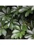 Yeşil Şeflera Bitkisi - 60-80 cm - Beş Parmak Bitkisi - Schefflera Arboricola - İç Mekan Bitkileri 3