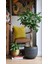 Yeşil Şeflera Bitkisi - 60-80 cm - Beş Parmak Bitkisi - Schefflera Arboricola - İç Mekan Bitkileri 4
