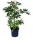 Yeşil Şeflera Bitkisi - 60-80 cm - Beş Parmak Bitkisi - Schefflera Arboricola - İç Mekan Bitkileri 5