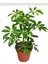 Yeşil Şeflera - 20-40 cm - Beş Parmak Bitkisi - Schefflera Arboricola - İç Mekan Bitkisi 1