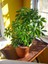 Yeşil Şeflera - 20-40 cm - Beş Parmak Bitkisi - Schefflera Arboricola - İç Mekan Bitkisi 2