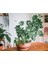 Yeşil Şeflera - 20-40 cm - Beş Parmak Bitkisi - Schefflera Arboricola - İç Mekan Bitkisi 3