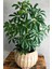 Yeşil Şeflera - 20-40 cm - Beş Parmak Bitkisi - Schefflera Arboricola - İç Mekan Bitkisi 4