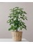 Yeşil Şeflera - 20-40 cm - Beş Parmak Bitkisi - Schefflera Arboricola - İç Mekan Bitkisi 5