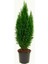 Mavi Elwoodi Çamı Fidanı 30-40 cm 1