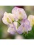10 Adet Organic Sweet Pea High Scent Tohumu 3