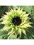 10 Adet Sunflower Sun-Fill Purple Tohumu 2