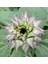 10 Adet Sunflower Sun-Fill Purple Tohumu 3