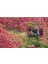 10 Adet Boston Ivy Tohumu 1