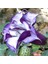 5 Adet Multilayer Purple Datura Brugmansia Tohumu 1