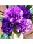 10 Adet Chabaud Violet Multilayer Carnation Tohumu 1