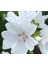 5 Adet Hollyhock (Malva Moschata White) Tohumu 3