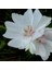 5 Adet Hollyhock (Malva Moschata White) Tohumu 4