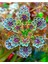 10 Adet Colorful Kalanchoe Tohumu 1