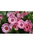 20 Adet Cineraria Mix Color Flower Tohumu 1