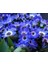 20 Adet Cineraria Mix Color Flower Tohumu 3