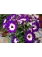 20 Adet Cineraria Mix Color Flower Tohumu 5