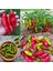 Pepperoncini Acı Biber Tohumu Geleneksel Italyan 8