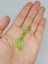 Peridot (Zebercet) Taşı Otantik Doğal Kesim (Ortalama 4 Karat) (55634) 1