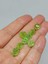 Peridot (Zebercet) Taşı Otantik Doğal Kesim (Ortalama 4 Karat) (55634) 4