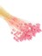 Pmebe Renk Kuş Otu Kutulumuş Ot 50-60DAL (30-35CM) Pink Phalaris 2