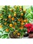 Çok Verimli 3 Yaş Tüplü Fukushi (Mandalina) Kamkat Yaş 3 Boy 120-150 cm 1